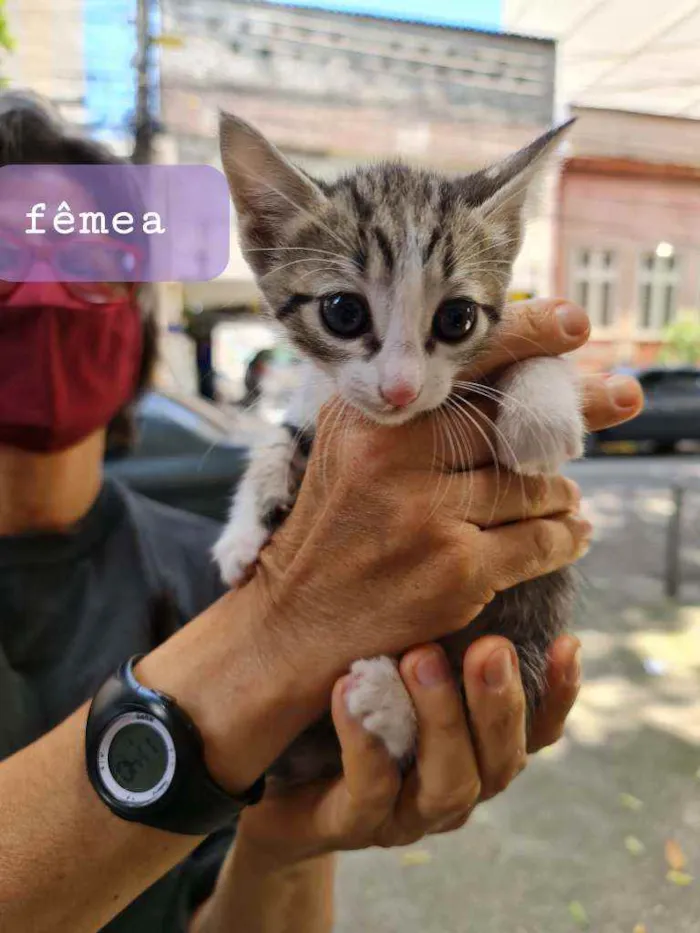 Gato ra a SRD idade Abaixo de 2 meses nome Kiara