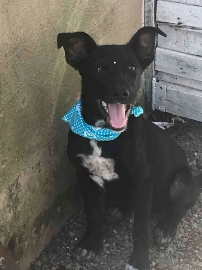 Cachorro ra a Sem Raça Definida idade Abaixo de 2 meses nome AÇAÍ 