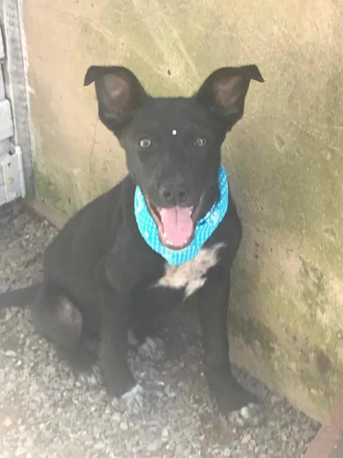 Cachorro ra a Sem Raça Definida idade Abaixo de 2 meses nome AÇAÍ 