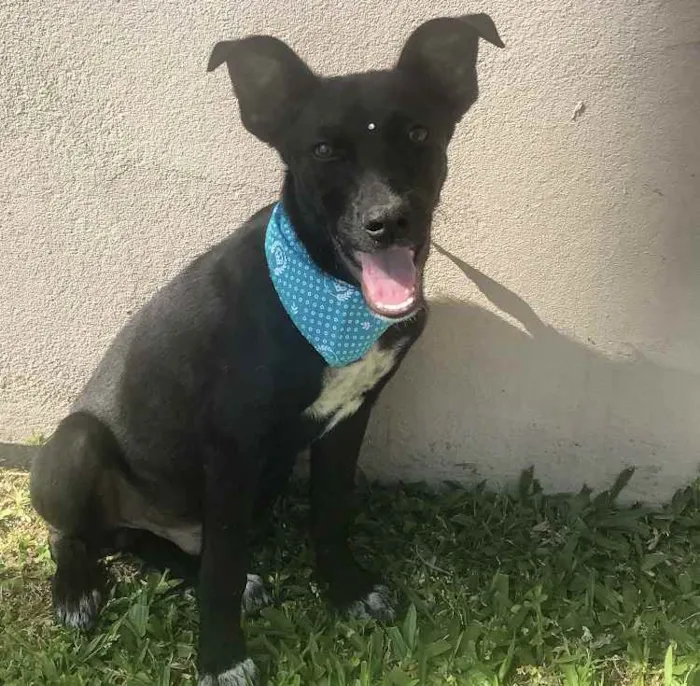 Cachorro ra a Sem Raça Definida idade Abaixo de 2 meses nome AÇAÍ 