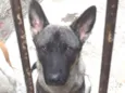 Lobo 