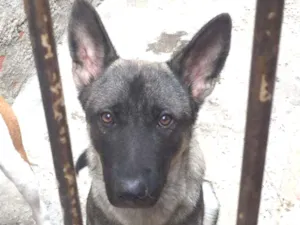 Cachorro raça Pastor idade 7 a 11 meses nome Lobo 
