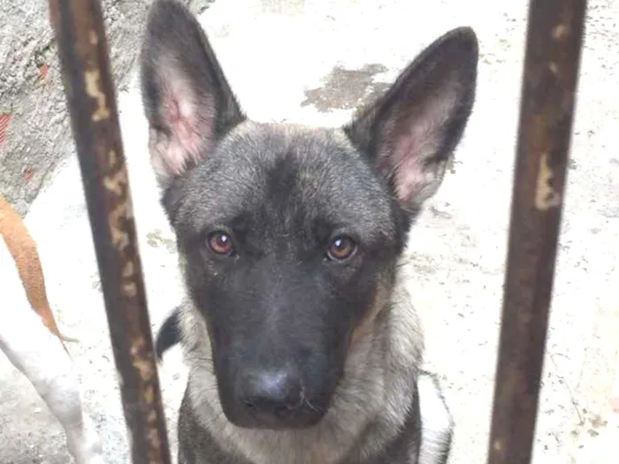 Cachorro ra a Pastor idade 7 a 11 meses nome Lobo 
