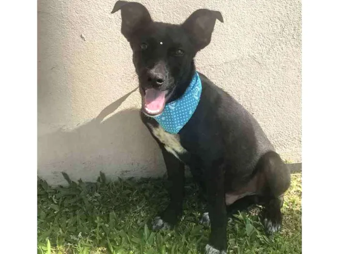 Cachorro ra a Sem Raça Definida idade Abaixo de 2 meses nome AÇAÍ 