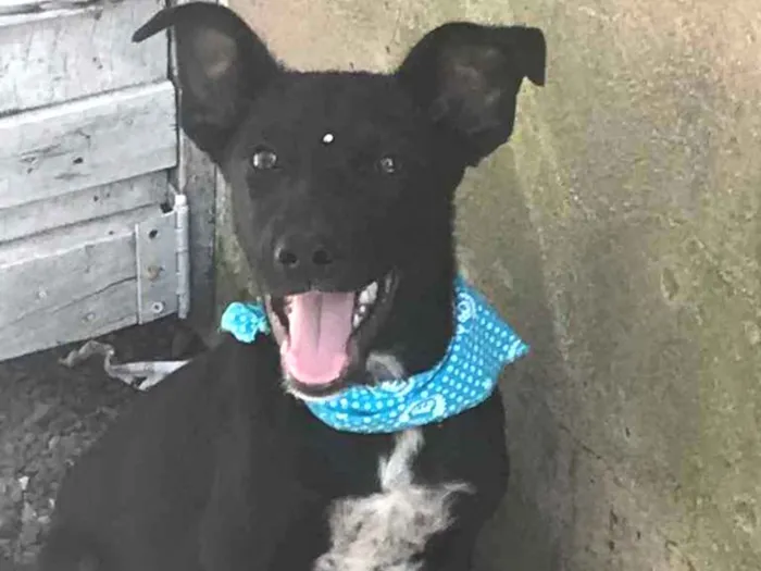 Cachorro ra a Sem Raça Definida idade Abaixo de 2 meses nome AÇAÍ 