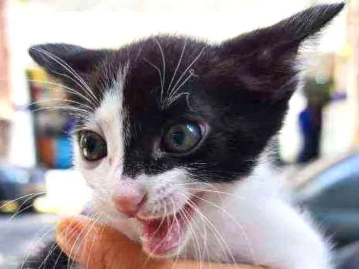Gato ra a SRD idade Abaixo de 2 meses nome Susy