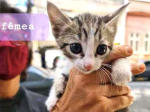 Gato raça SRD idade Abaixo de 2 meses nome Kiara