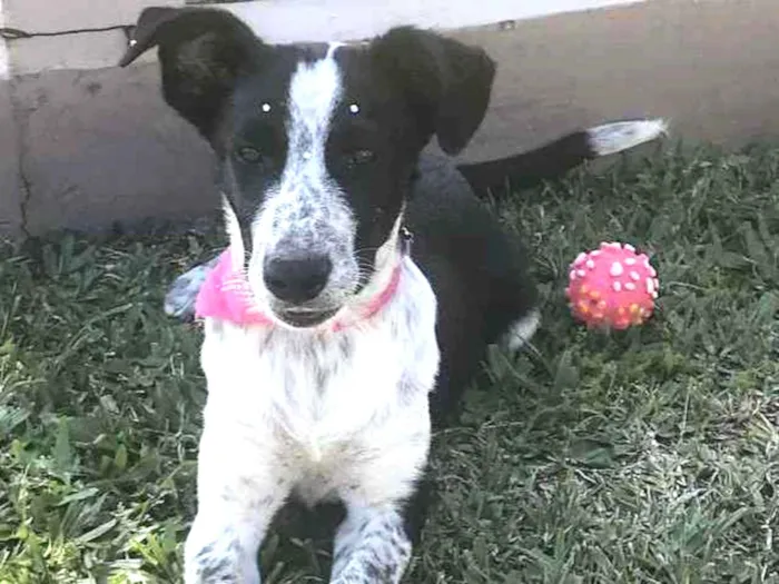 Cachorro ra a Sem Raça Definida  idade Abaixo de 2 meses nome PITAYA