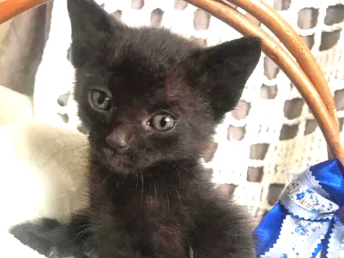 Gato ra a Sem Raça Definida  idade Abaixo de 2 meses nome ODIN