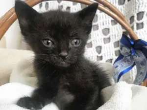 Gato raça Sem Raça Definida  idade Abaixo de 2 meses nome ORION