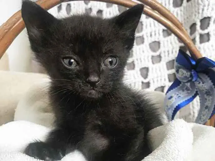 Gato ra a Sem Raça Definida  idade Abaixo de 2 meses nome ORION