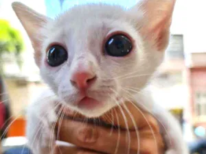 Gato raça SRD idade Abaixo de 2 meses nome Kira