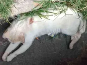 Gato raça  idade  nome Branquinho 