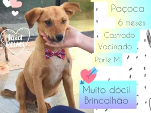 Cachorro raça SRD idade 7 a 11 meses nome Paçoca 
