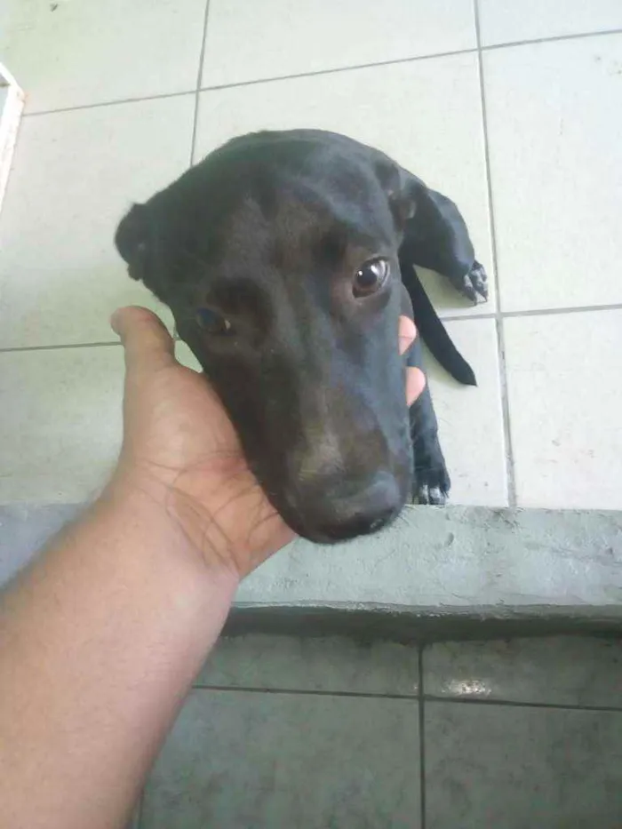 Cachorro ra a Srd idade 7 a 11 meses nome Loly