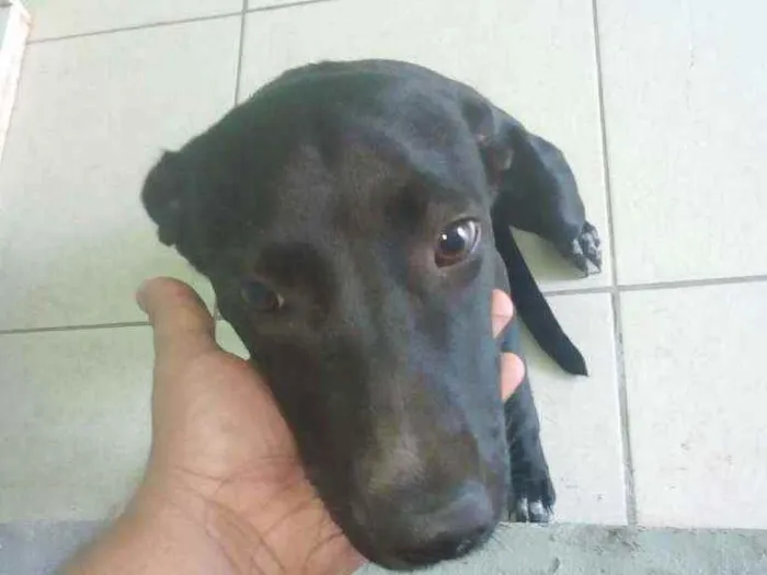 Cachorro ra a Srd idade 7 a 11 meses nome Loly