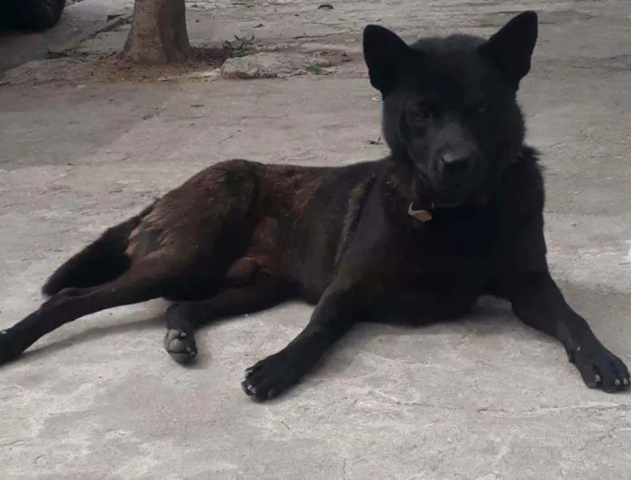 Cachorro ra a Sem  raça definida idade 3 anos nome Nick 