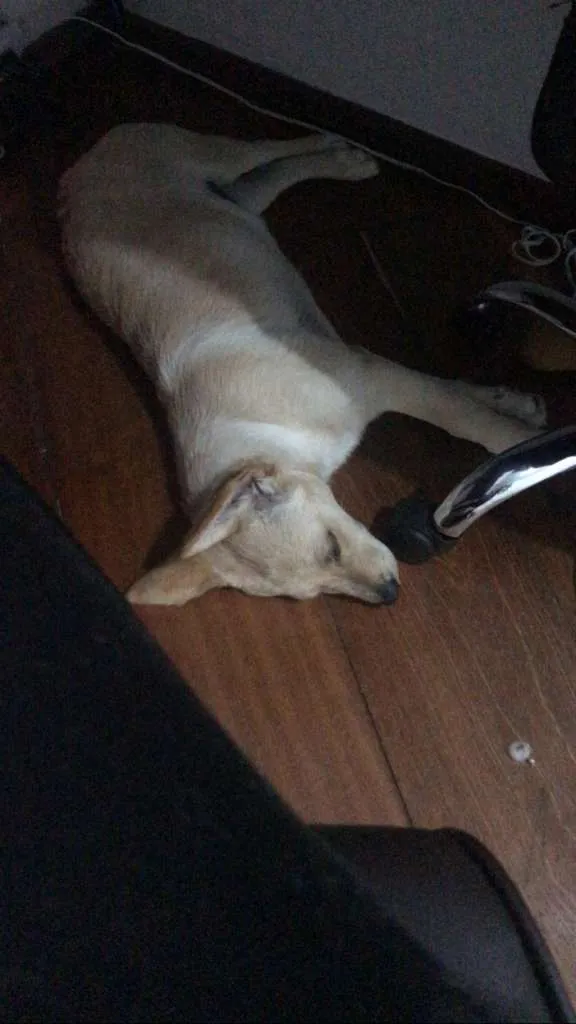 Cachorro raça Labrador com srd idade 2 a 6 meses nome freitas