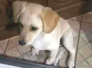 Cachorro raça Labrador com srd idade 2 a 6 meses nome freitas