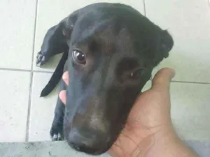 Cachorro raça Srd idade 7 a 11 meses nome Loly
