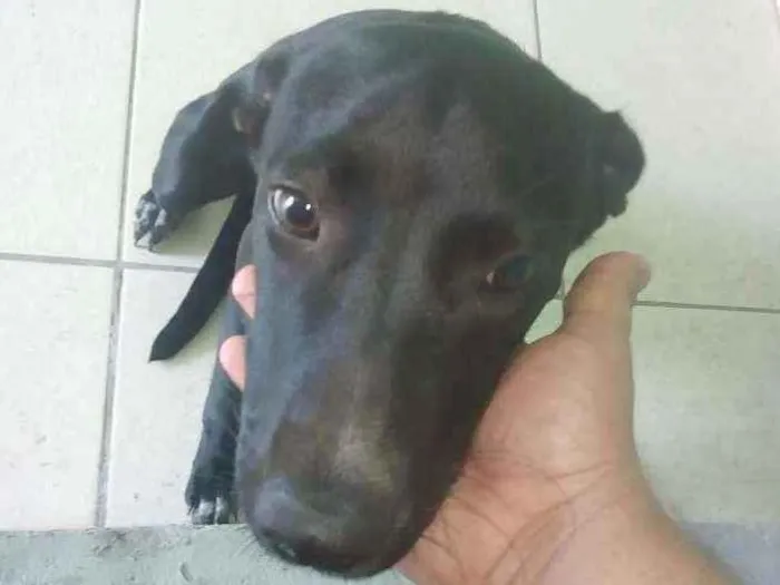 Cachorro ra a Srd idade 7 a 11 meses nome Loly