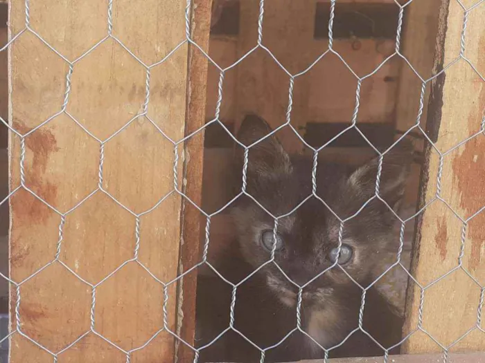 Gato raça Não importa idade 2 a 6 meses nome Alba