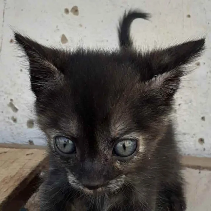 Gato raça Não importa idade 2 a 6 meses nome Alba