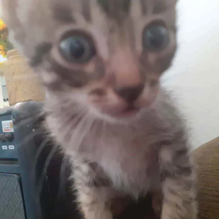 Gato raça Não importa idade 2 a 6 meses nome Alba