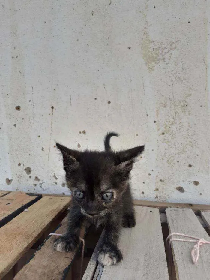 Gato raça Não importa idade 2 a 6 meses nome Alba