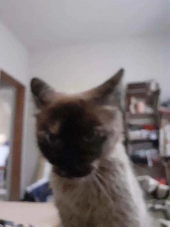 Gato raça Não importa idade 2 a 6 meses nome Alba
