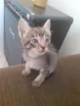 Alba