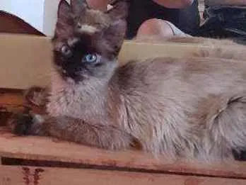 Gato raça Não importa idade 2 a 6 meses nome Alba