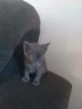 Alba