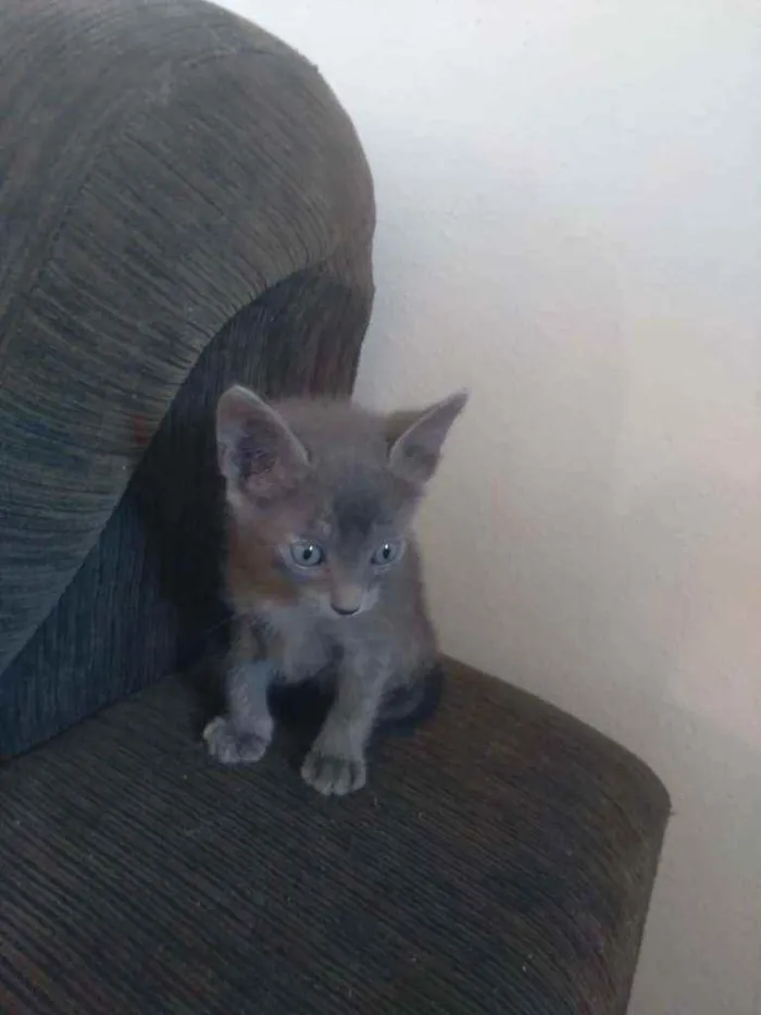 Gato raça Não importa idade 2 a 6 meses nome Alba