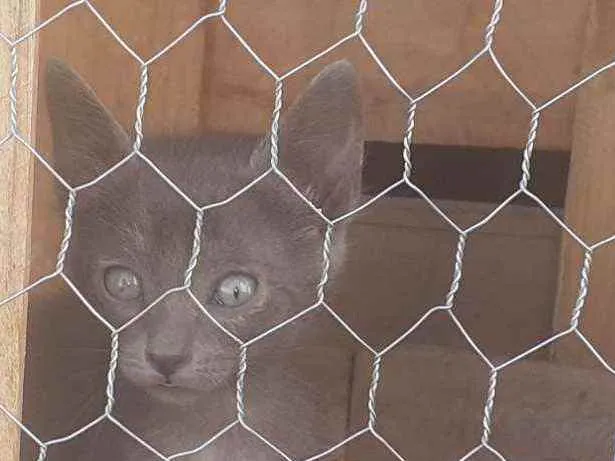 Gato raça Não importa idade 2 a 6 meses nome Alba