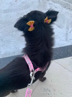 Cachorro raça Sem raça definida  idade 1 ano nome Pretinha