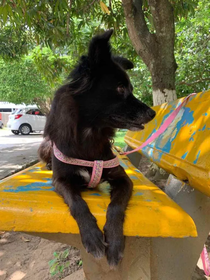 Cachorro raça Sem raça definida  idade 1 ano nome Pretinha