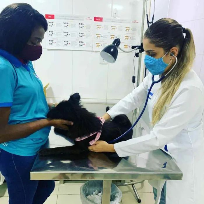 Cachorro raça Sem raça definida  idade 1 ano nome Pretinha