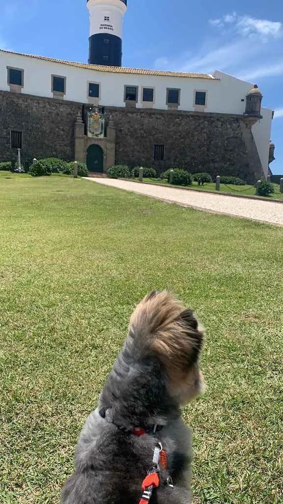 Cachorro raça Sem raça definida  idade 1 ano nome Pretinha