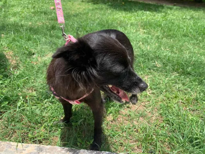 Cachorro raça Sem raça definida  idade 1 ano nome Pretinha