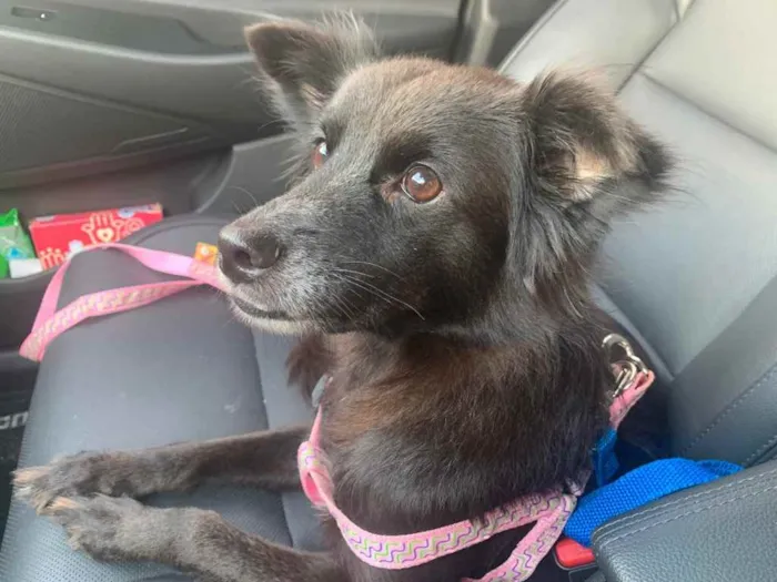 Cachorro raça Sem raça definida  idade 1 ano nome Pretinha