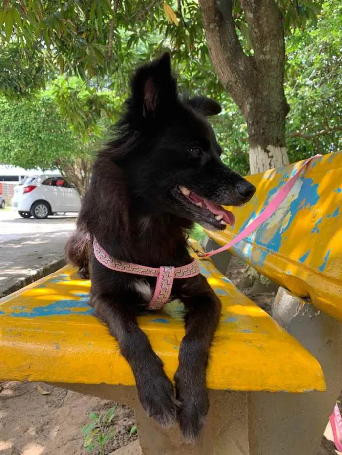 Cachorro raça Sem raça definida  idade 1 ano nome Pretinha