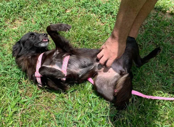 Cachorro raça Sem raça definida  idade 1 ano nome Pretinha