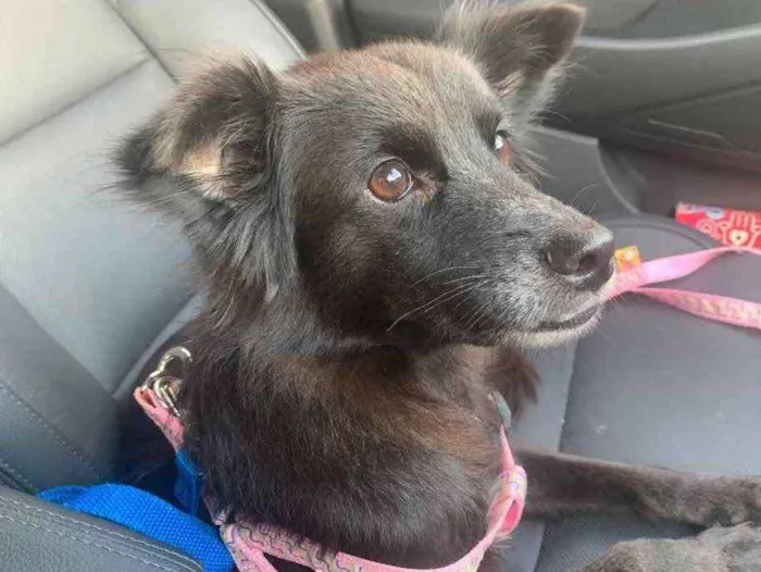 Cachorro raça Sem raça definida  idade 1 ano nome Pretinha