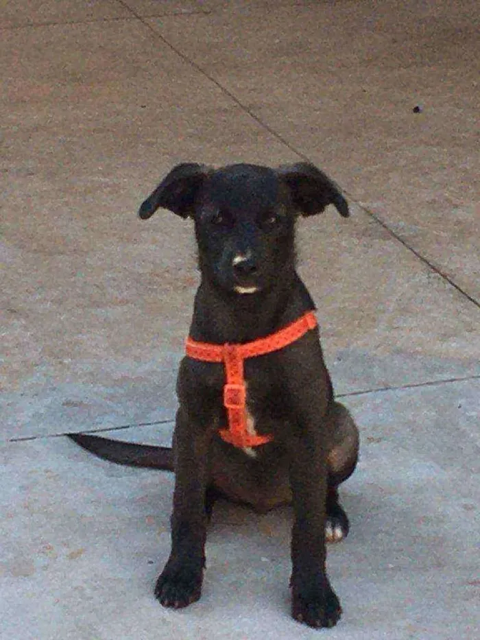 Cachorro ra a Boiadeiro (Misturado) idade 2 a 6 meses nome Sabiky