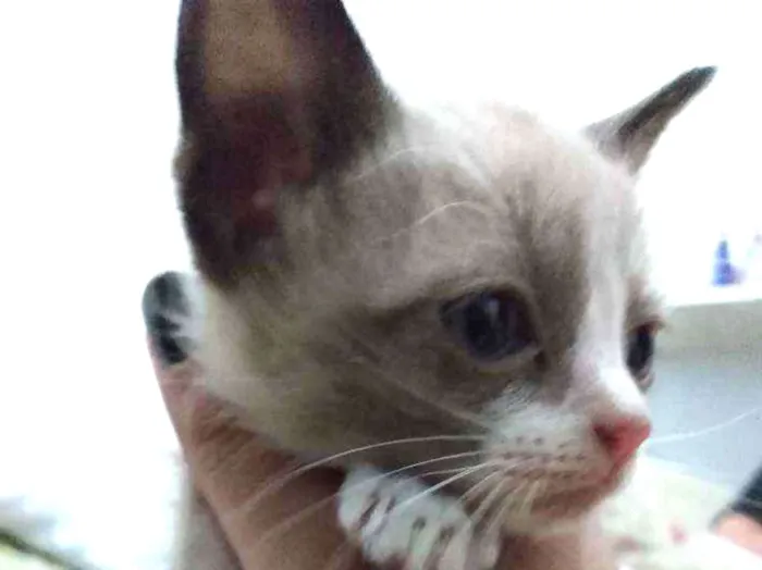 Gato raça Siamês idade Abaixo de 2 meses nome Não tem nome