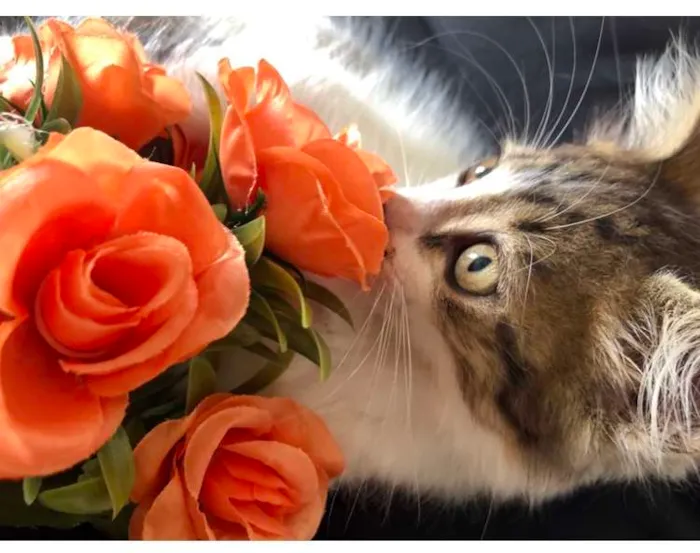 Gato raça SRD-ViraLata idade 2 a 6 meses nome Rapazinho