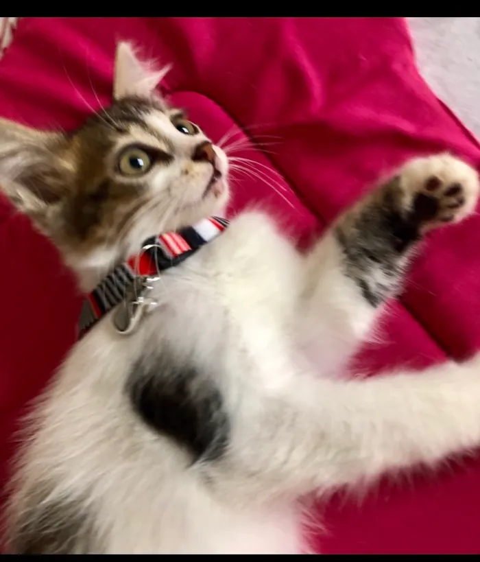 Gato raça SRD-ViraLata idade 2 a 6 meses nome Rapazinho