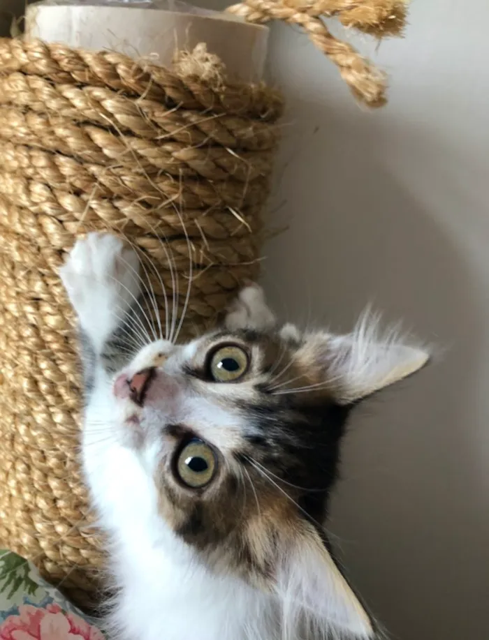 Gato raça SRD-ViraLata idade 2 a 6 meses nome Rapazinho