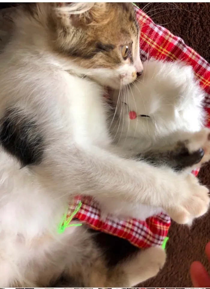 Gato raça SRD-ViraLata idade 2 a 6 meses nome Rapazinho
